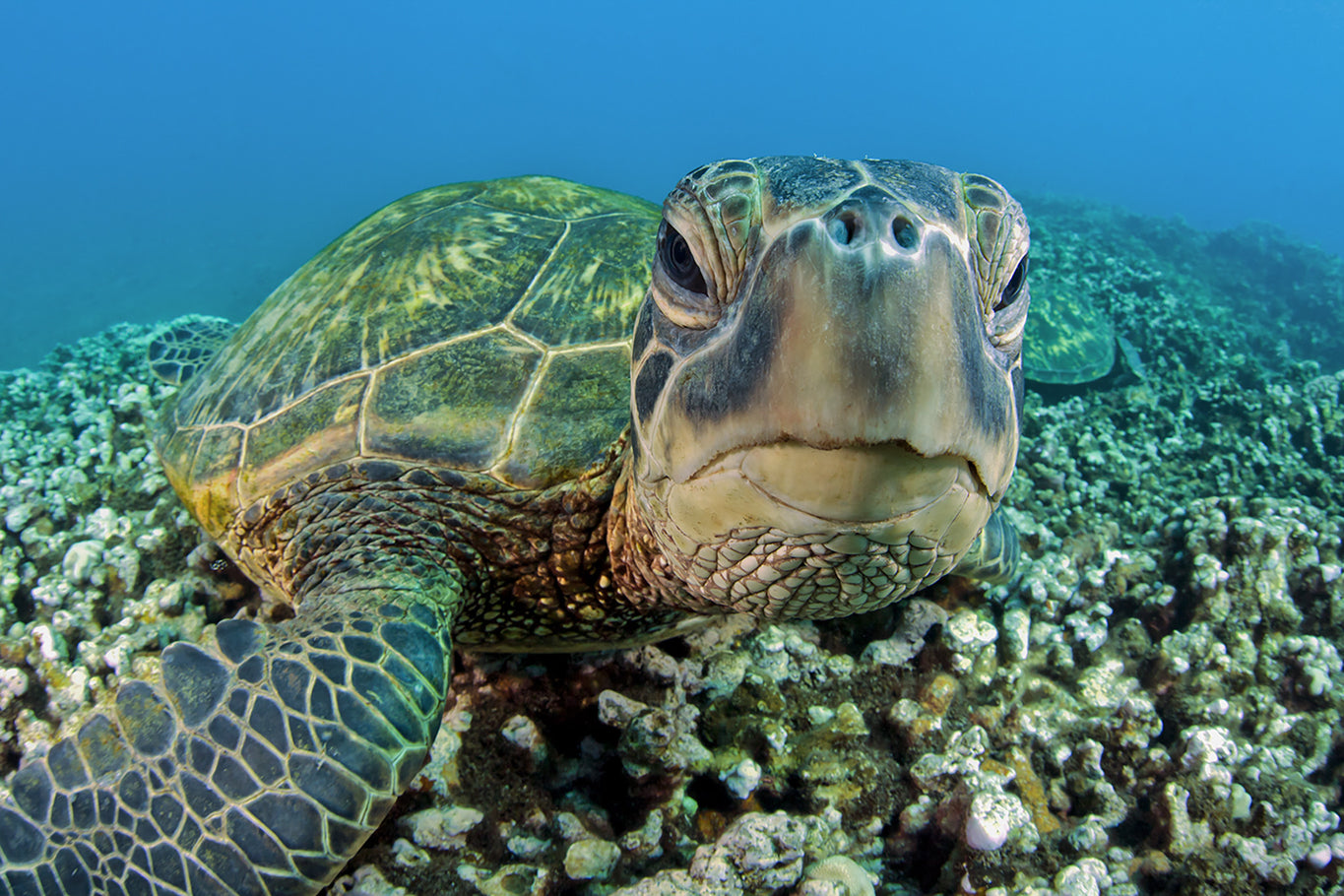 Honu Selfie